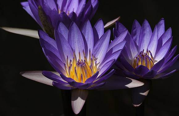 Lotus flowers - Botswana