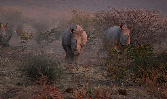 White rhinos  -  Ongava Private Reserve