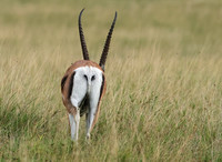 Borana