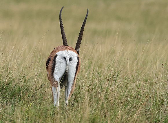 Borana