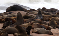 Cape fur seals - Skeleton coast