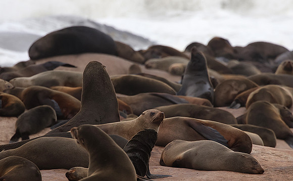 Cape fur seals - Skeleton coast