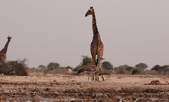 Onguma Private Reserve