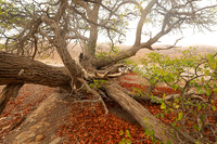 Hoanib river bed