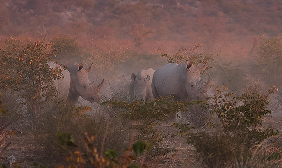 White rhinos  -  Ongava Private Reserve