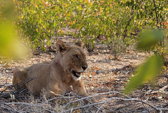 Ongava Private Reserve