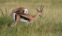 Borana