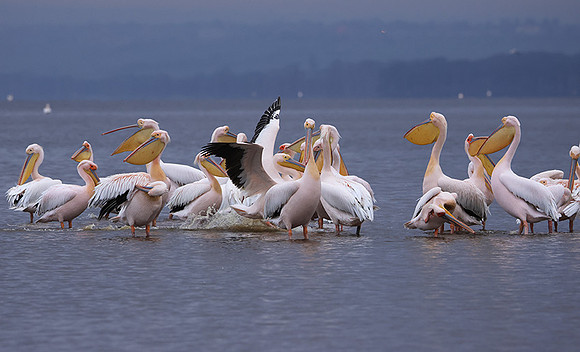 Lake Nakuru