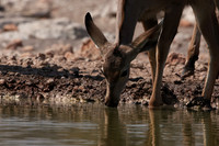 Onguma Private Reserve