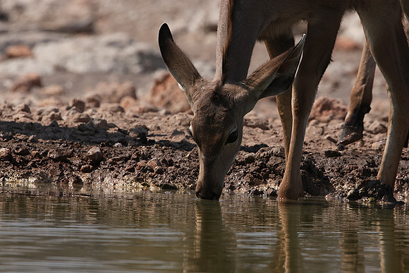 Onguma Private Reserve