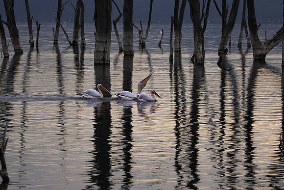 Lake Nakuru