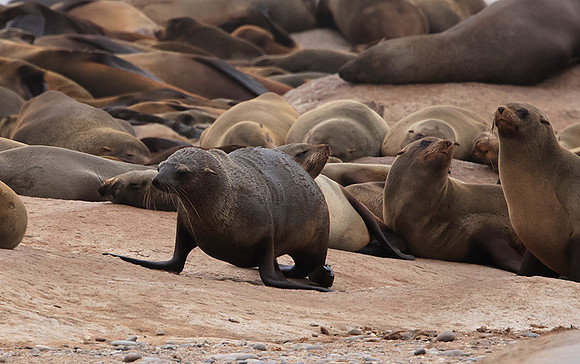 Cape fur seals - Skeleton coast