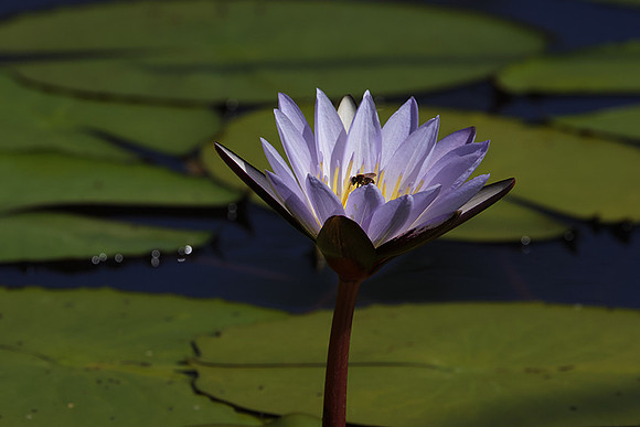 Lotus flowers - Botswana