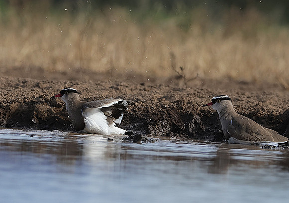 Crowned lapwing - Shompole