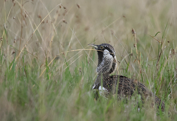 Black-bellied bustard - Borana
