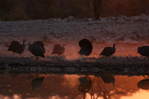 Helmeted guineafowl - Ongava Private Reserve