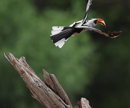 Von der Decken's hornbill