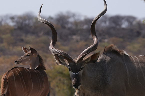 Onguma Private Reserve