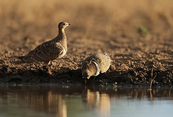 Black-faced sangrouses - Shompole