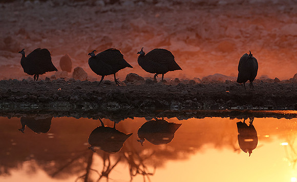 Helmeted guineafowl - Ongava Private Reserve