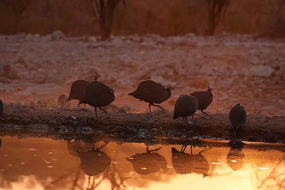 Helmeted guineafowl - Ongava Private Reserve