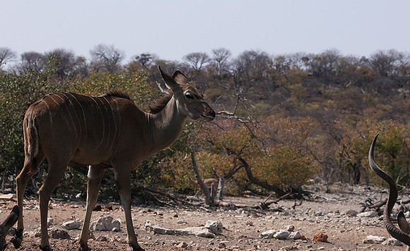 Onguma Private Reserve