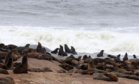 Cape fur seals - Skeleton coast