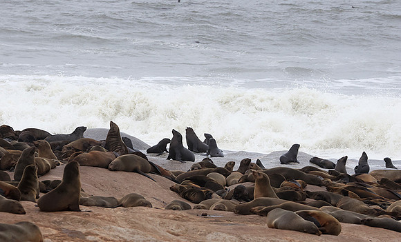 Cape fur seals - Skeleton coast