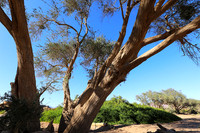 Damaraland