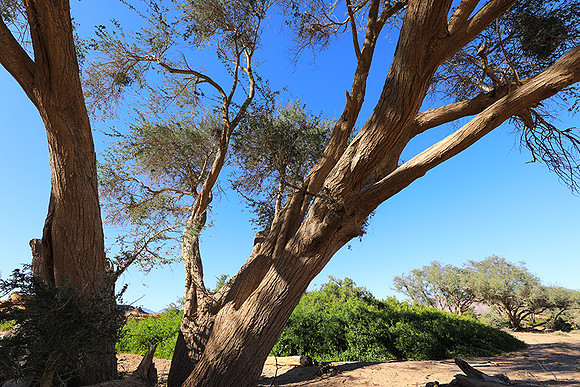 Damaraland