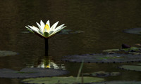 Lotus flowers - Botswana