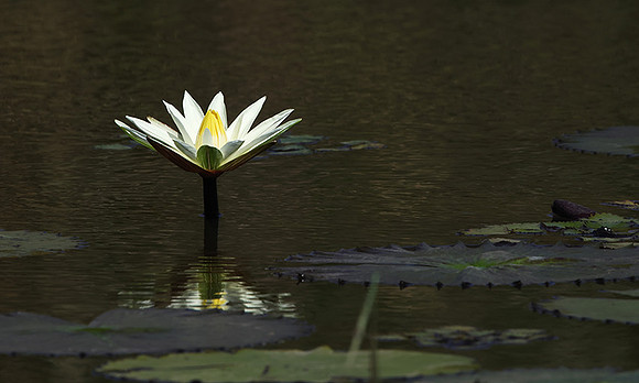 Lotus flowers - Botswana