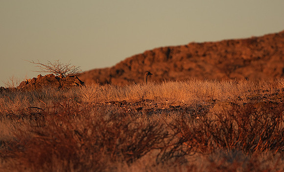 Damaraland