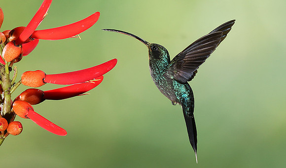 Green hermit