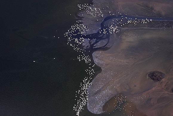 Pelicans from helicopter