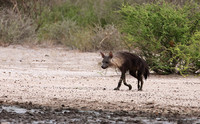Brown hyena - Tau Pan