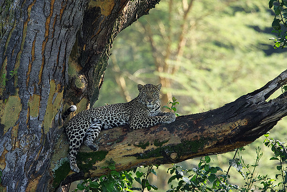 Nakuru