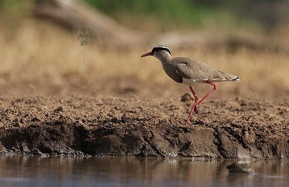 Crowned lapwing - Shompole