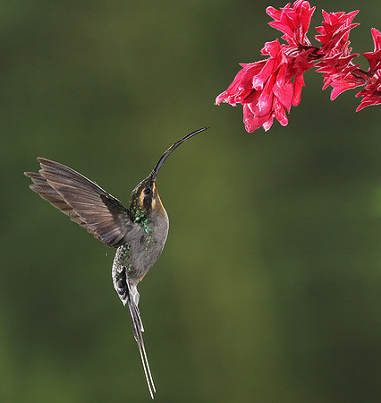 Green hermit