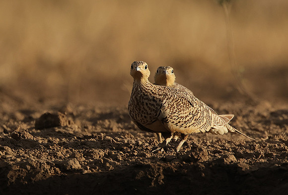 Chestnut-bellied sandgrouse - Shompole