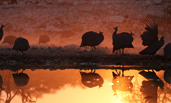 Helmeted guineafowl - Ongava Private Reserve