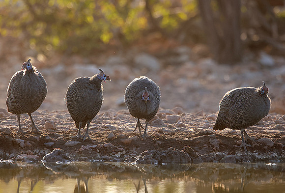 Helmeted guineafowl - Ongava Private Reserve