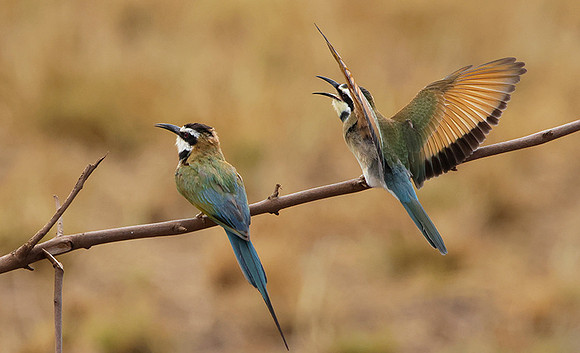 White-throated bee-eater - Shompole