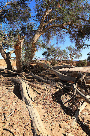 Damaraland