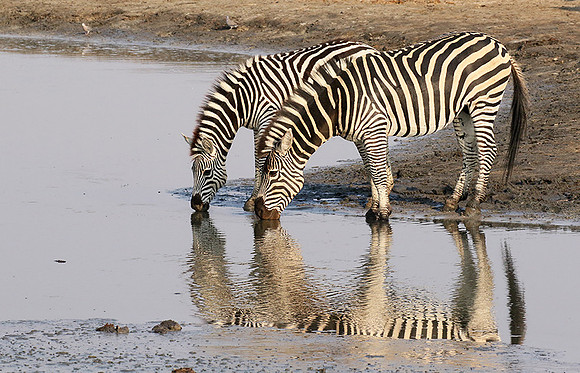 Hwange National Park