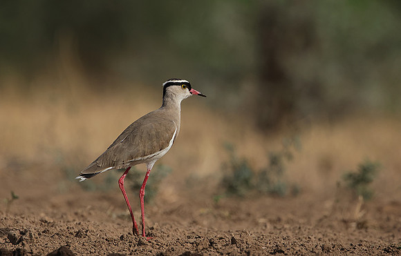 Crowned lapwing - Shompole