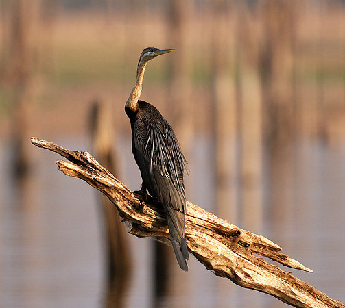 Matusadona NP
