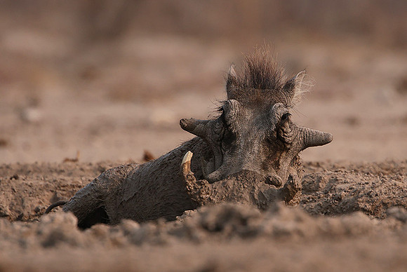 Ongava Private Reserve
