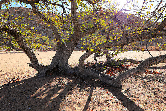 Damaraland