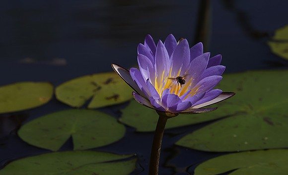 Lotus flowers - Botswana